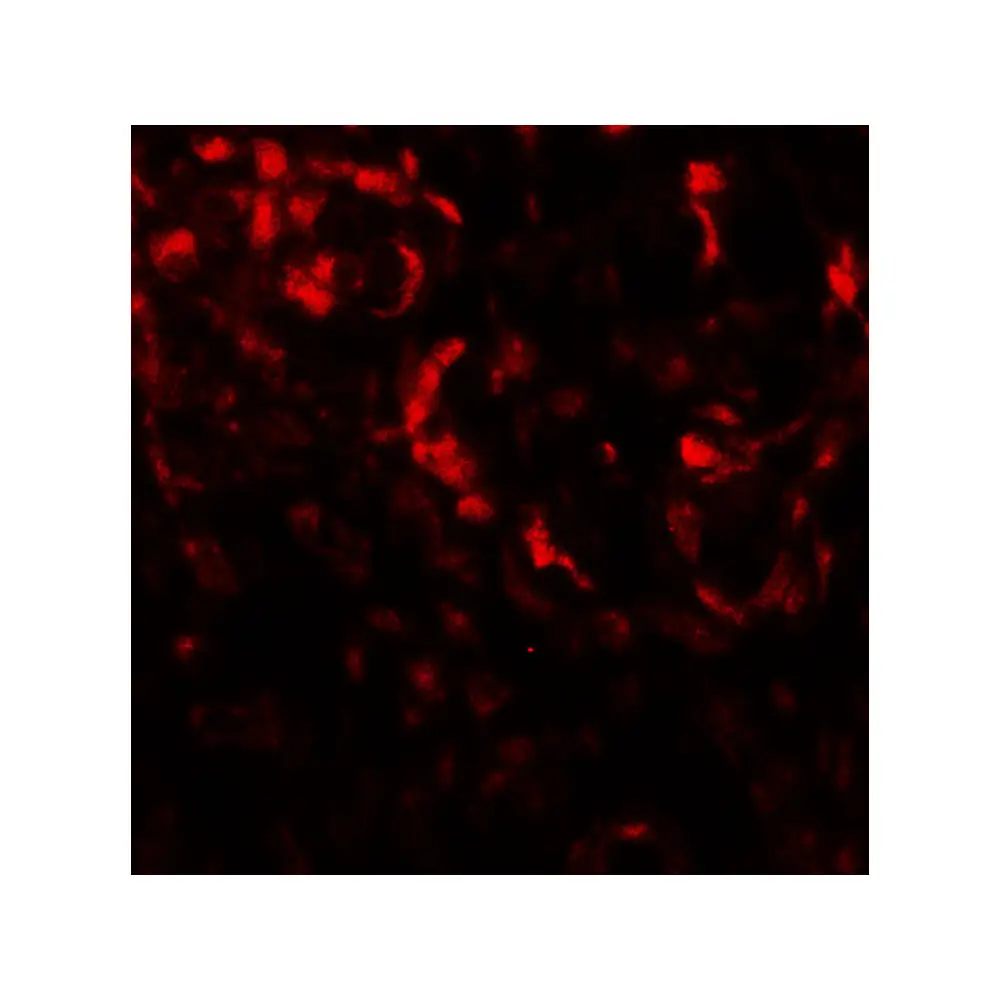 ProSci 7989_S Beclin 2 Antibody, ProSci, 0.02 mg/Unit Tertiary Image